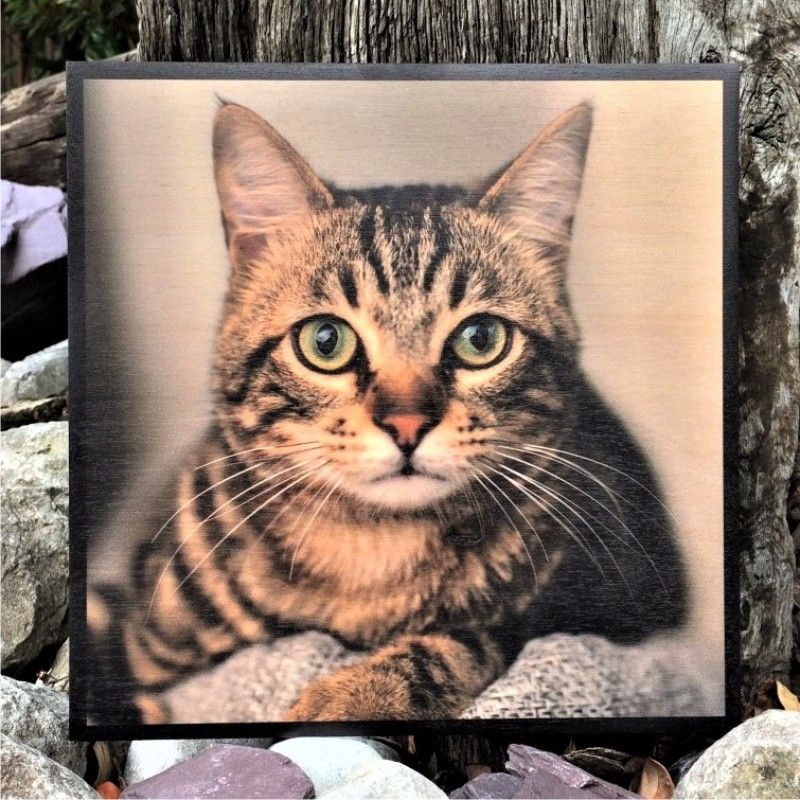 Cat for a meaningful gift hand painted from your photograph onto an A4 piece of birch plywood with acrylic paint Dog or pet portrait