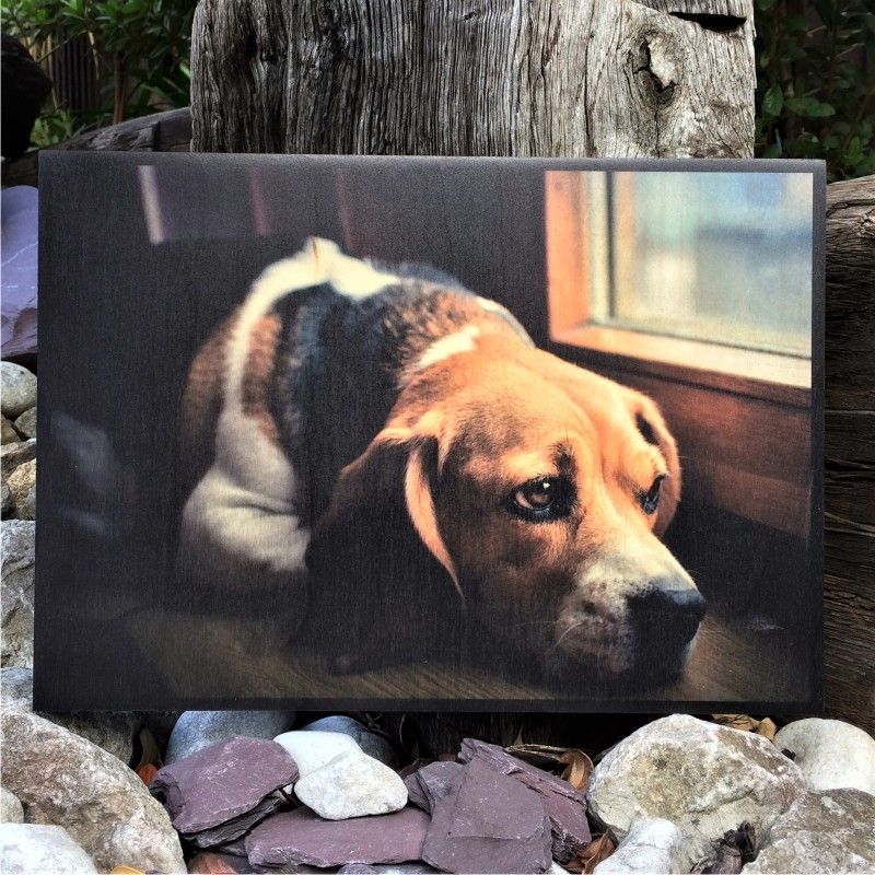 Pet Portrait Wood Print A3 (Landscape)